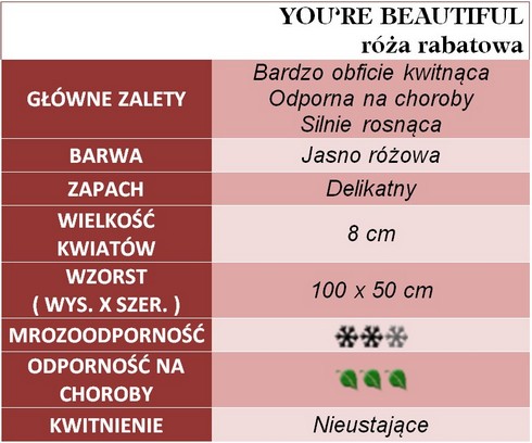 You're Beautiful róże rabatowe gł. zal.